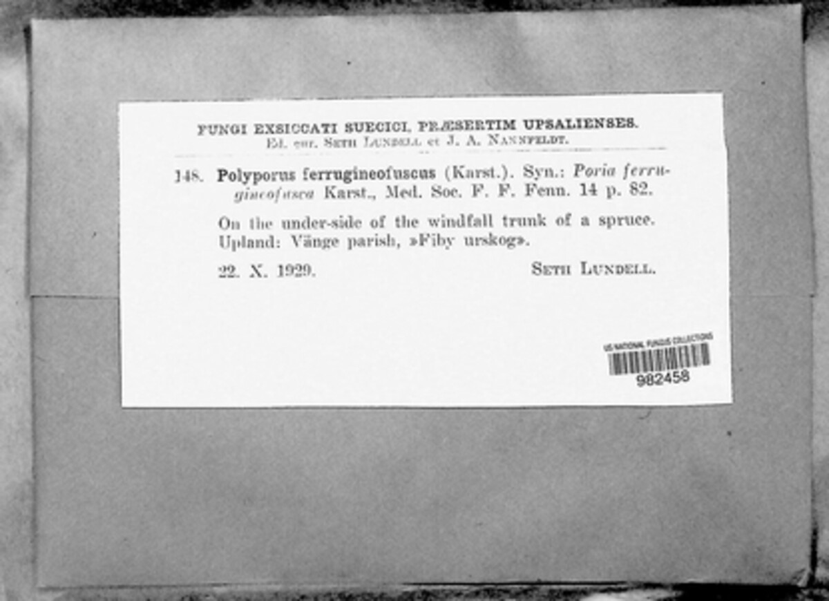 Phellinidium image